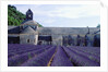 Lavender Field at Abbeye du Senanque by Anonymous