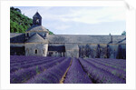 Lavender Field at Abbeye du Senanque by Anonymous