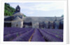 Lavender Field at Abbeye du Senanque by Anonymous