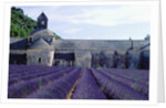 Lavender Field at Abbeye du Senanque by Anonymous