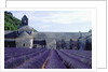 Lavender Field at Abbeye du Senanque by Anonymous