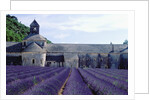 Lavender Field at Abbeye du Senanque by Anonymous
