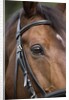 Bay Horse in Bridle by Anonymous