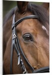 Bay Horse in Bridle by Anonymous