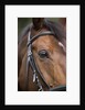 Bay Horse in Bridle by Anonymous