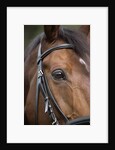 Bay Horse in Bridle by Anonymous