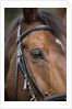 Bay Horse in Bridle by Anonymous