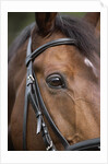 Bay Horse in Bridle by Anonymous