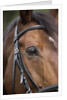Bay Horse in Bridle by Anonymous