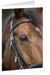 Bay Horse in Bridle by Anonymous