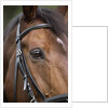 Bay Horse in Bridle by Anonymous