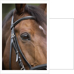 Bay Horse in Bridle by Anonymous