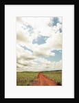 View of a red dirt road through a field by Anonymous