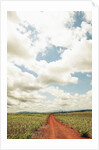 View of a red dirt road through a field by Anonymous