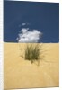 View of plants growing in sand dune by Anonymous