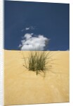 View of plants growing in sand dune by Anonymous