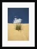 View of plants growing in sand dune by Anonymous