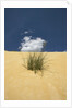 View of plants growing in sand dune by Anonymous
