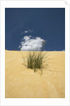 View of plants growing in sand dune by Anonymous