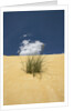 View of plants growing in sand dune by Anonymous