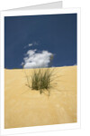 View of plants growing in sand dune by Anonymous