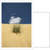 View of plants growing in sand dune by Anonymous