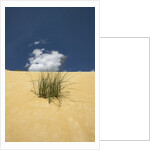 View of plants growing in sand dune by Anonymous