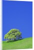 Tree and Meadow by Anonymous