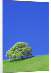 Tree and Meadow by Anonymous