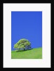 Tree and Meadow by Anonymous