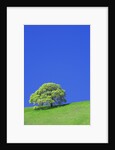Tree and Meadow by Anonymous