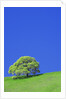 Tree and Meadow by Anonymous