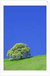 Tree and Meadow by Anonymous