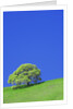 Tree and Meadow by Anonymous