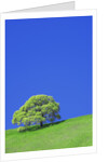 Tree and Meadow by Anonymous