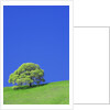 Tree and Meadow by Anonymous