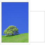 Tree and Meadow by Anonymous