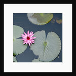 Water Lily on Hoan Kiem Lake, Hanoi, Vietnam by Anonymous