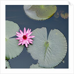 Water Lily on Hoan Kiem Lake, Hanoi, Vietnam by Anonymous
