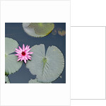 Water Lily on Hoan Kiem Lake, Hanoi, Vietnam by Anonymous