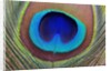 Peacock Feather by Anonymous