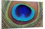 Peacock Feather by Anonymous