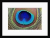 Peacock Feather by Anonymous