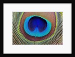 Peacock Feather by Anonymous
