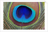 Peacock Feather by Anonymous
