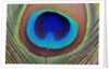 Peacock Feather by Anonymous