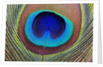 Peacock Feather by Anonymous