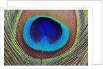 Peacock Feather by Anonymous