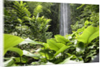 Waterfall in Rain Forest, Jurong Bird Park, Singapore by Anonymous