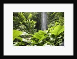 Waterfall in Rain Forest, Jurong Bird Park, Singapore by Anonymous